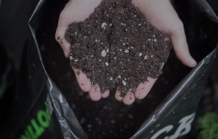 Black Magic Potting Soil: The Secret To Growing Beautiful Plants