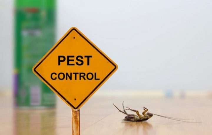 Why You Need Pest Control Services Regularly