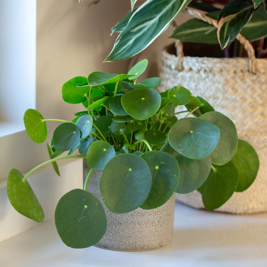 Chinese Money Plant Care
