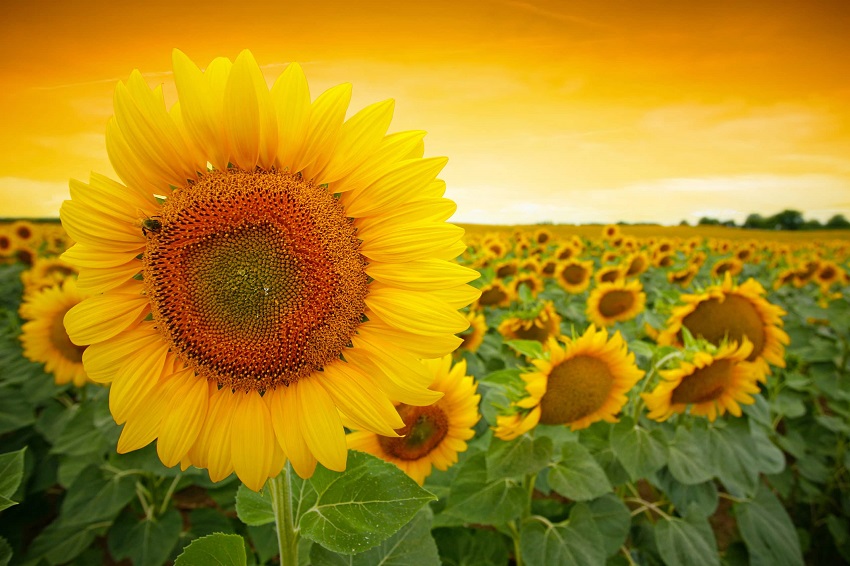 How Long Do Sunflowers Live