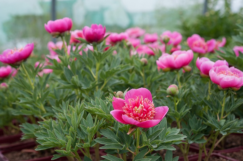 What Season Do Peonies Grow Best: Growing Conditions for Peonies