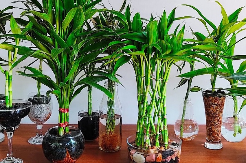 Which Plant is Best for Vastu: Bamboo Plant
