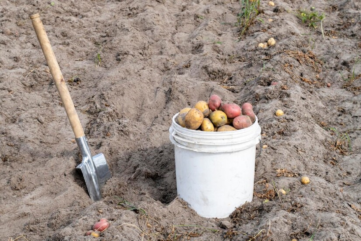 How Many Potatoes Does It Take to Grow in a Bucket?