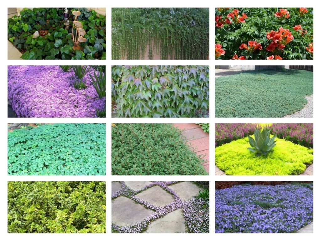 Best Ground Cover Plants Florida for Your Garden