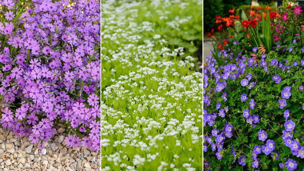 Best Ground Cover for Gardens