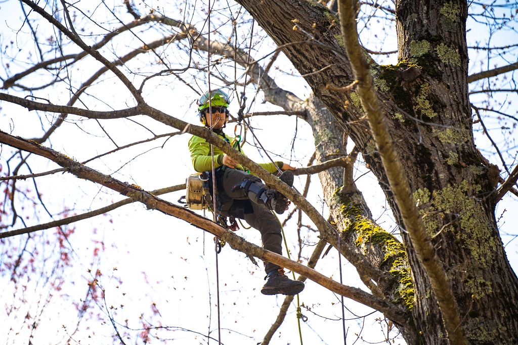 Regular Tree Maintenance and Care Services
