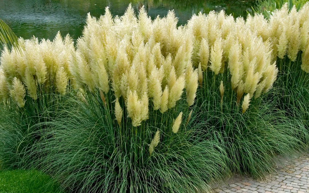Cheap Ornamental Grasses in Florida