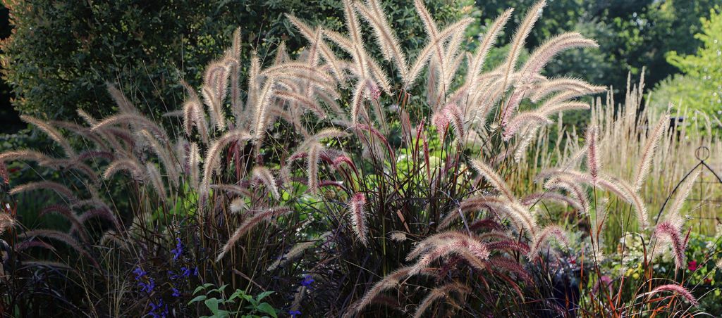 The Green Symphony: Why Ornamental Grasses?