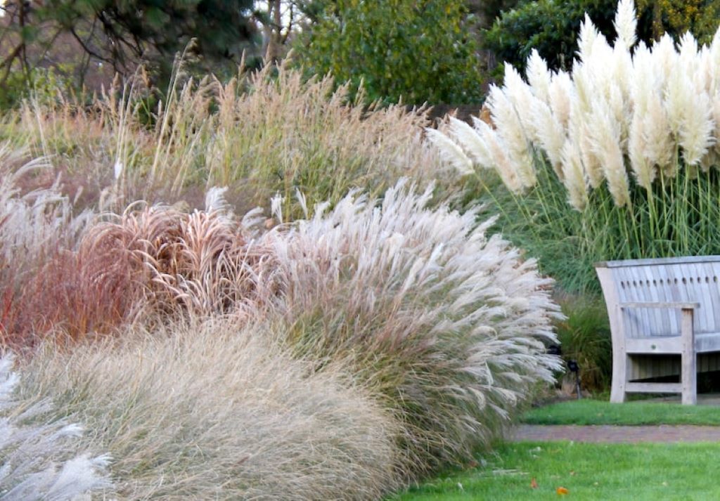 Cheapest Ornamental Grasses in Florida