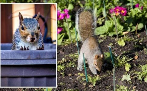 How to Banish Yard Squirrels: Top Tricks for a Critter-Free Zone