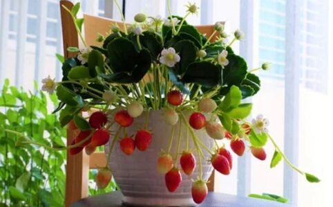 Growing Strawberries Indoors: Uncover the Secrets to Year-Round Harvest