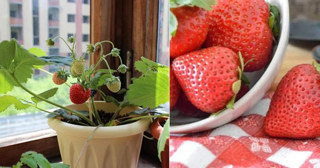 Choosing The Right Strawberry Varieties
